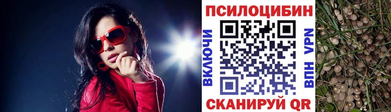 Галлюциногенные грибы Psilocybe  Ногинск 